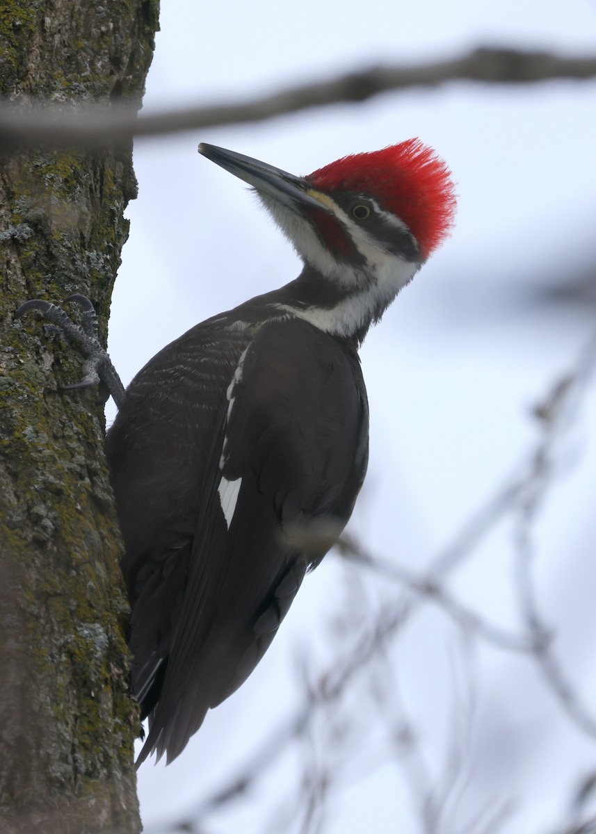 Pileated Woodpecker - Tim Lenz