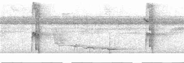 Kurzschwanz-Ameisenvogel - ML289231401