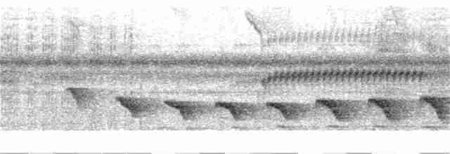 Kısa Kuyruklu Karıncakuşu - ML289231931