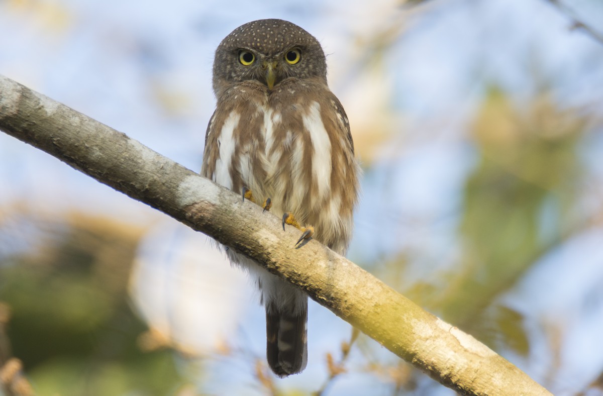 Colima Pygmy-Owl - ML289235041