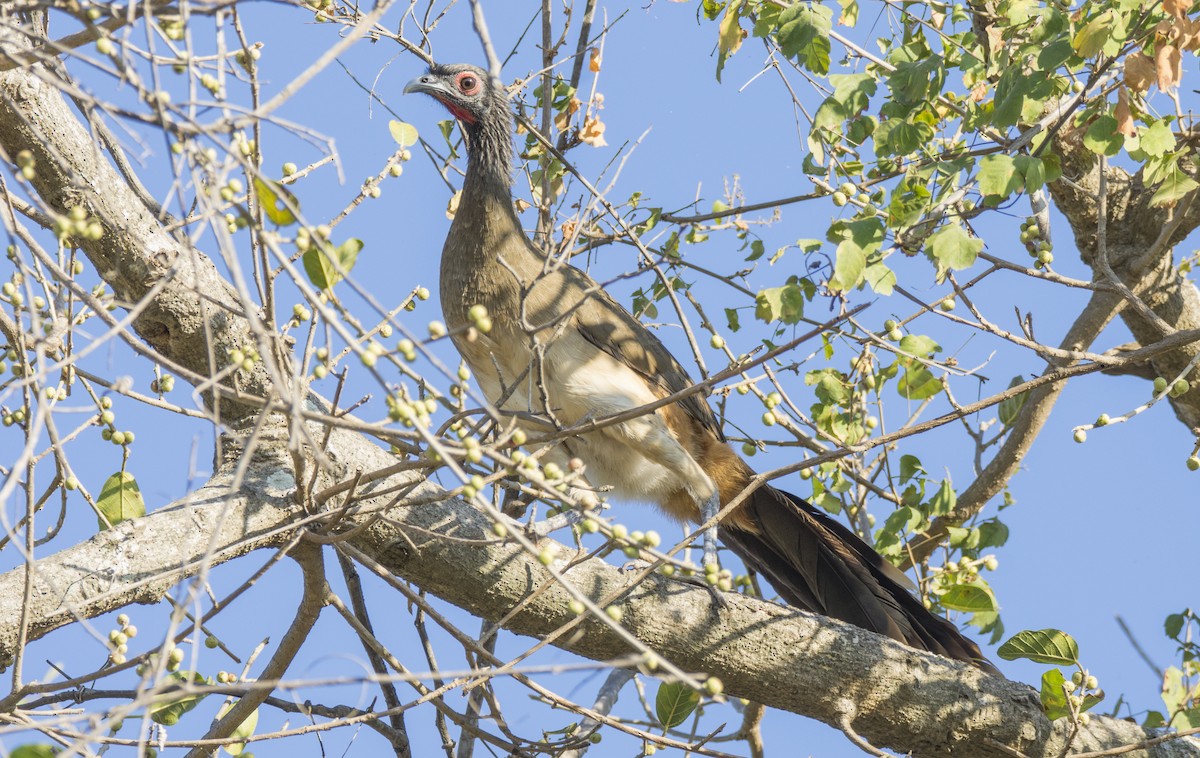 West Mexican Chachalaca - ML289235081