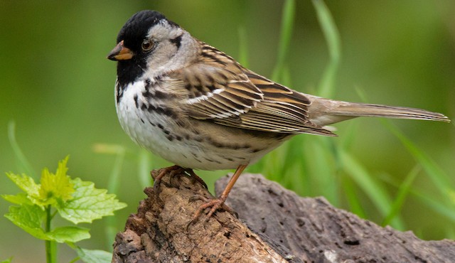 Plumages, Molts, and Structure - Harris's Sparrow - Zonotrichia querula - Birds of the World