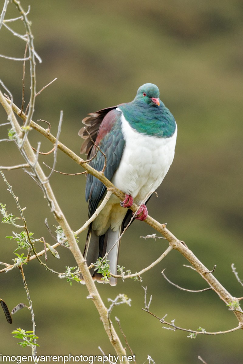 New Zealand Pigeon - ML289243771