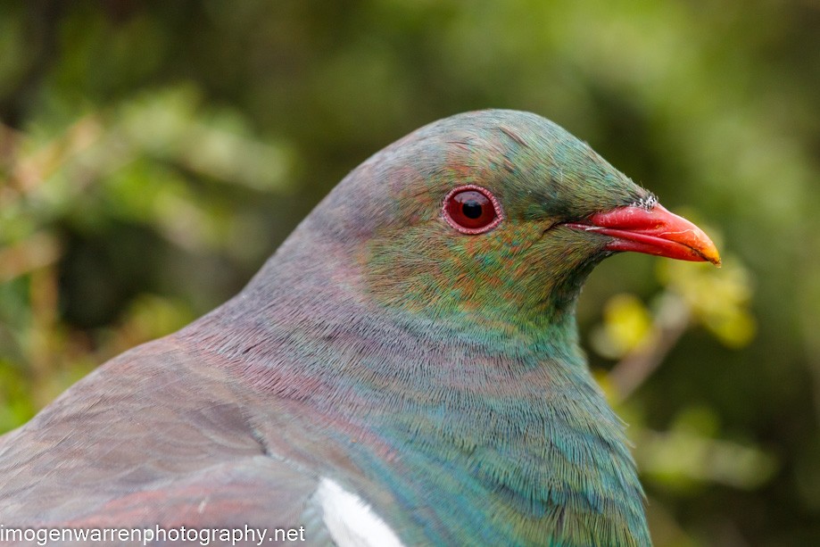 New Zealand Pigeon - ML289243801