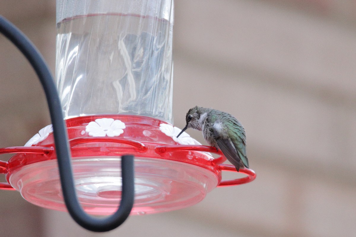 Black-chinned Hummingbird - ML289254651