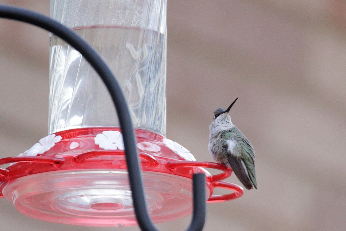 Black-chinned Hummingbird - ML289254701