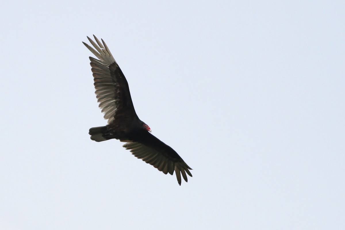 Turkey Vulture - ML28925941