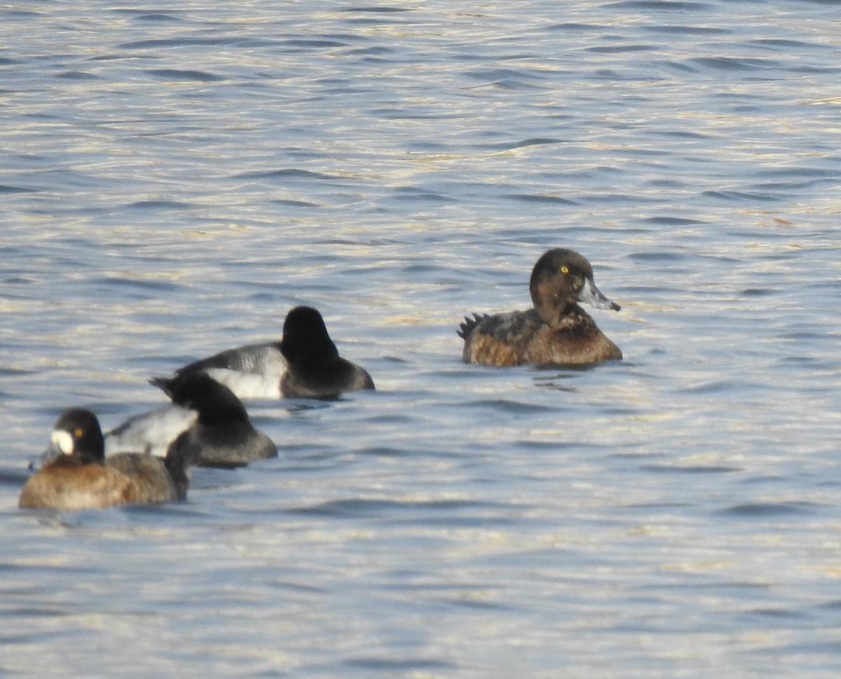 Greater Scaup - ML289259761