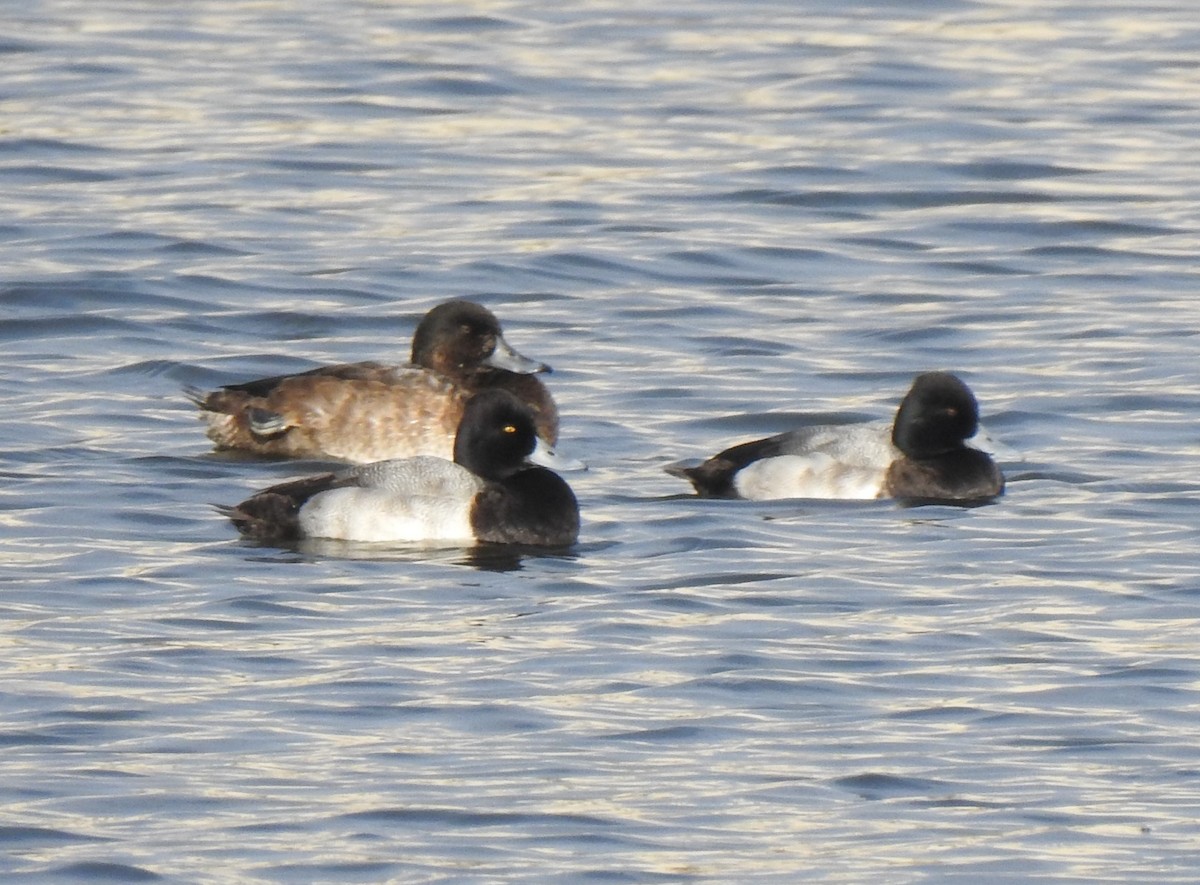Greater Scaup - ML289259871
