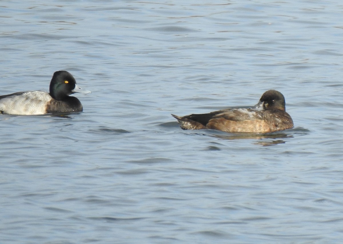 Greater Scaup - ML289259891