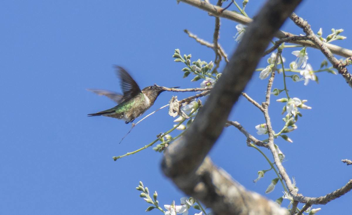 Black-chinned Hummingbird - ML289260741