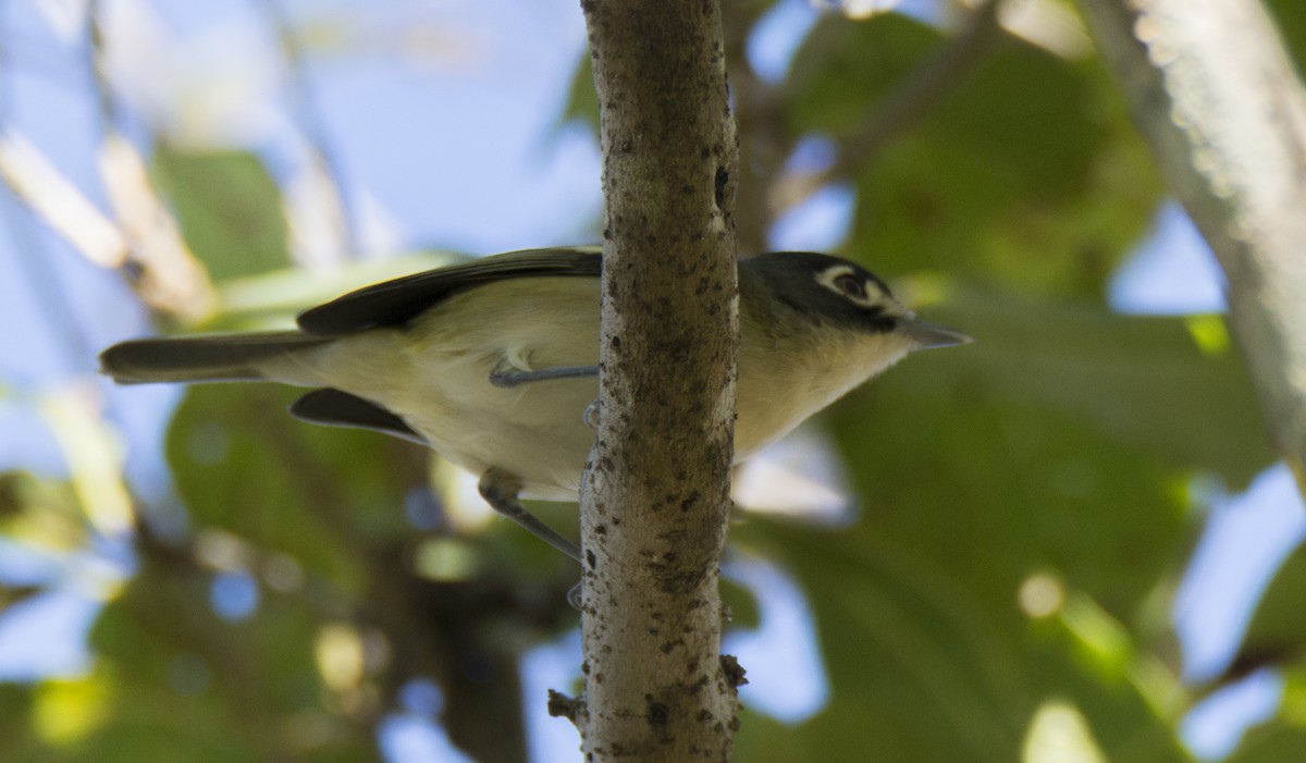 Black-capped Vireo - Oveth Fuentes