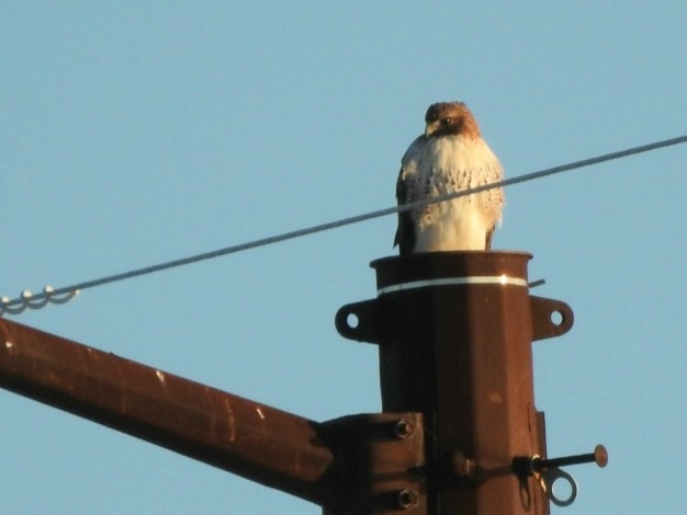 Red-tailed Hawk - ML289266041