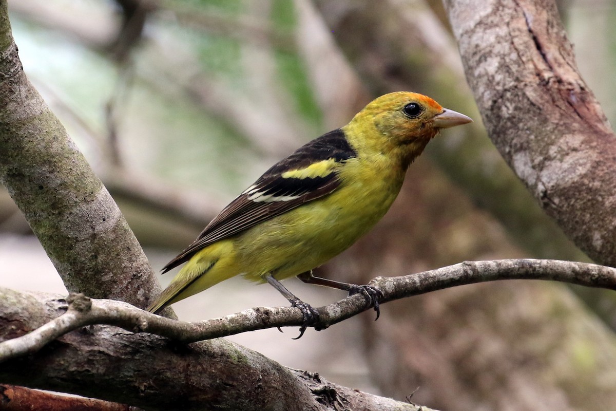 Western Tanager - ML28926671
