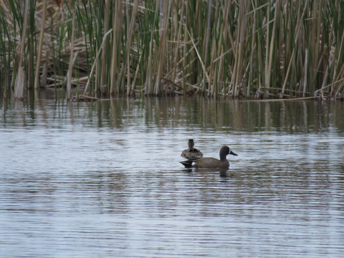 Blue-winged Teal - ML28927001