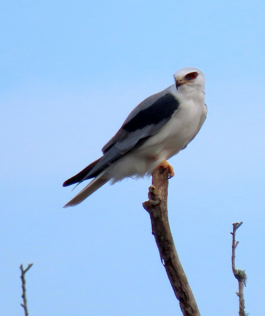 White-tailed Kite - ML289270921