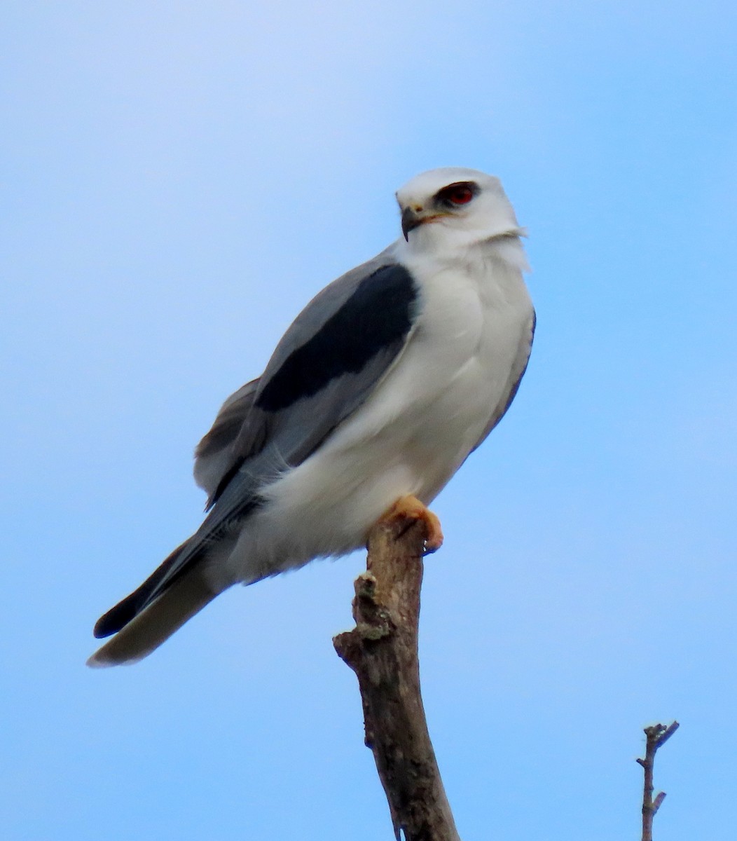 White-tailed Kite - ML289270951