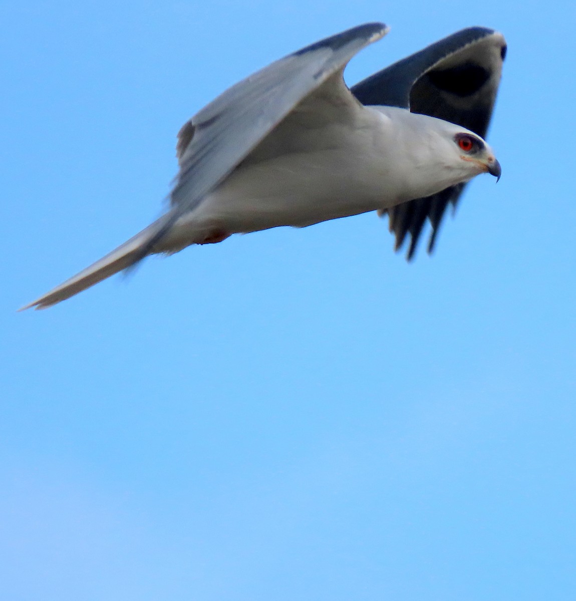 White-tailed Kite - ML289270961