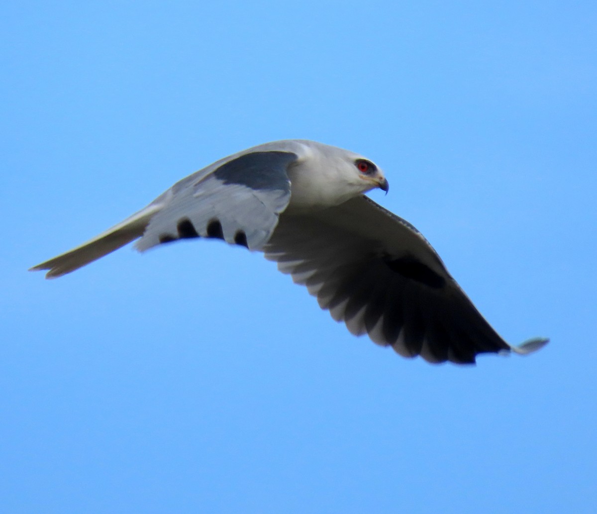 White-tailed Kite - ML289271041