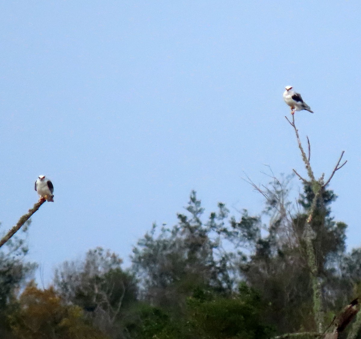 White-tailed Kite - Vicki Sensat