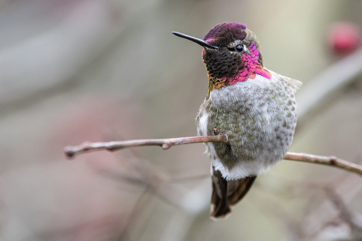 Anna's Hummingbird - ML289277601