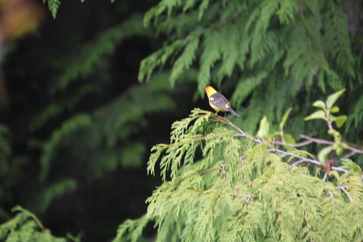 Western Tanager - Katherine Collin