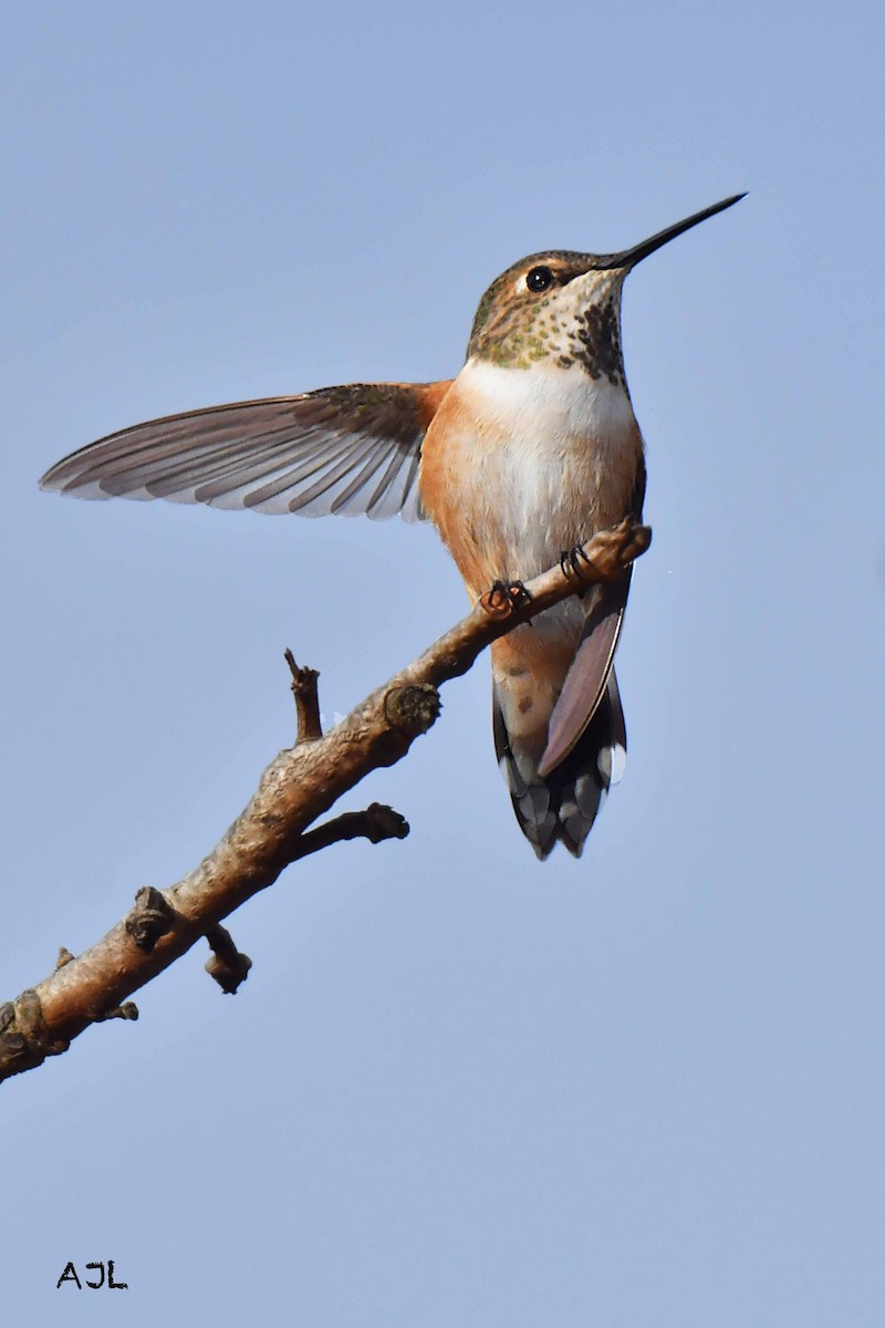 Rufous Hummingbird - Alan Lenk