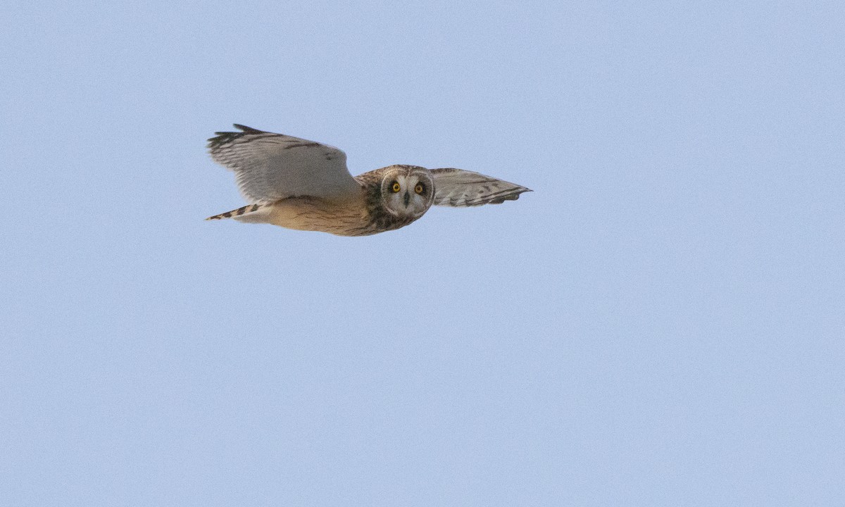 Short-eared Owl (Northern) - Steve Kelling