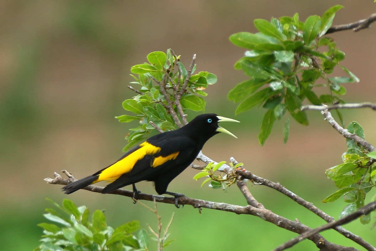 Yellow-rumped Cacique - ML289288391