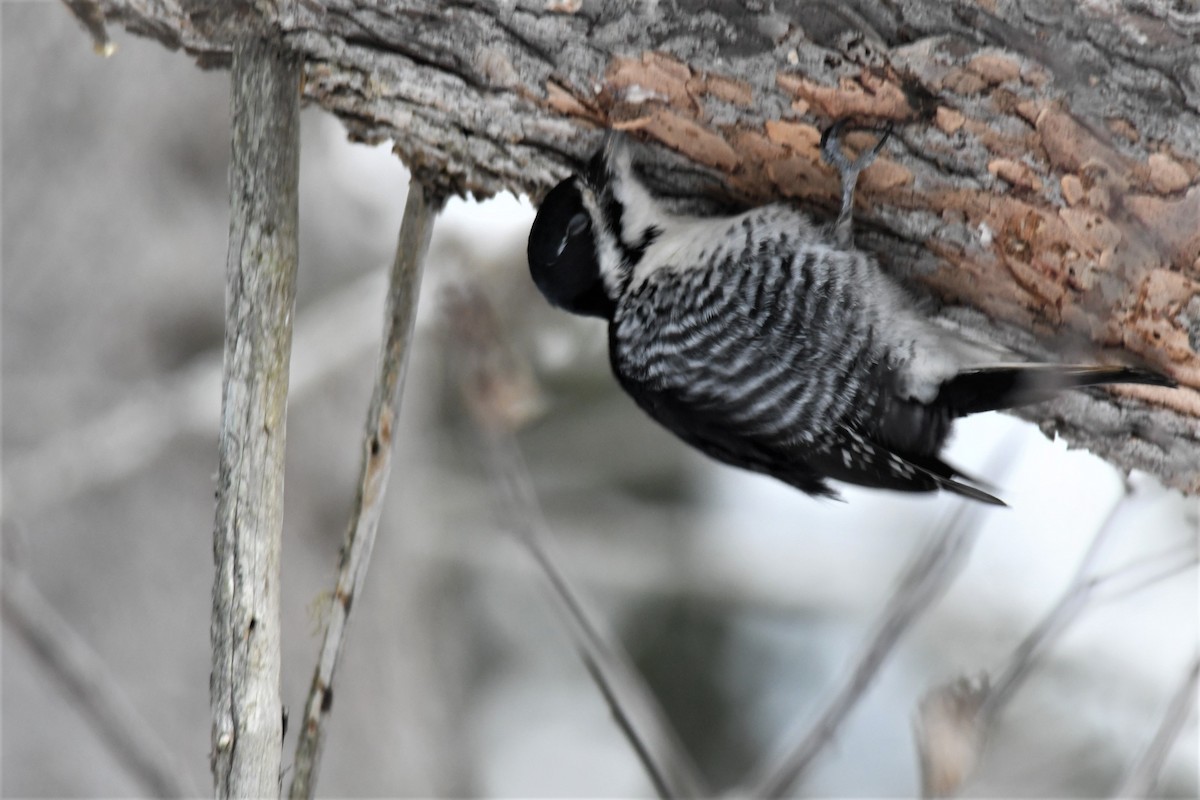 Black-backed Woodpecker - Bernard Desmeules