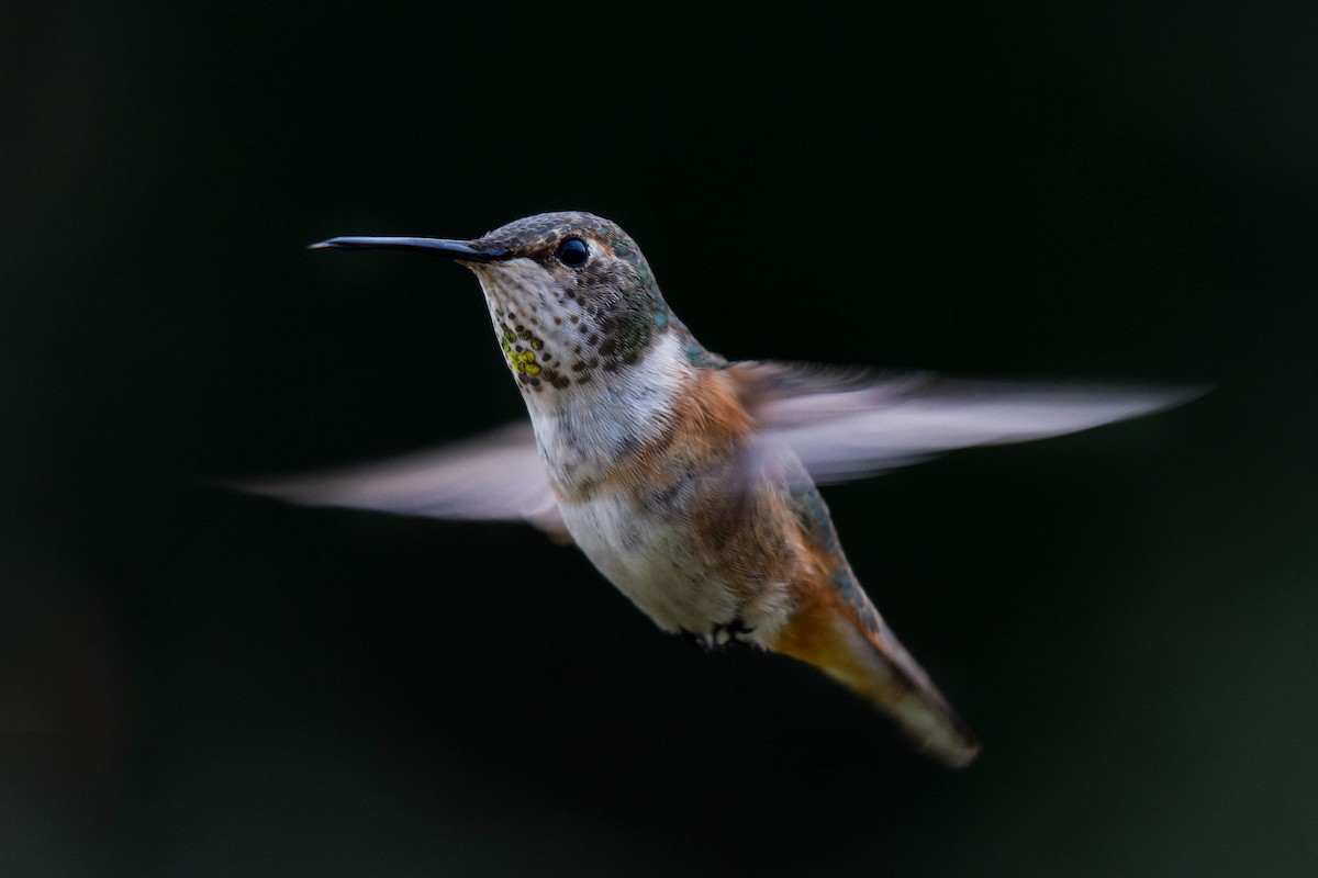 Rufous Hummingbird - Amiel Hopkins