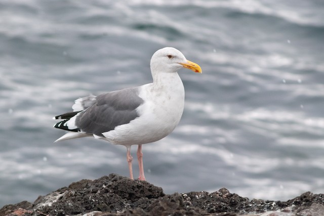 Western Gull