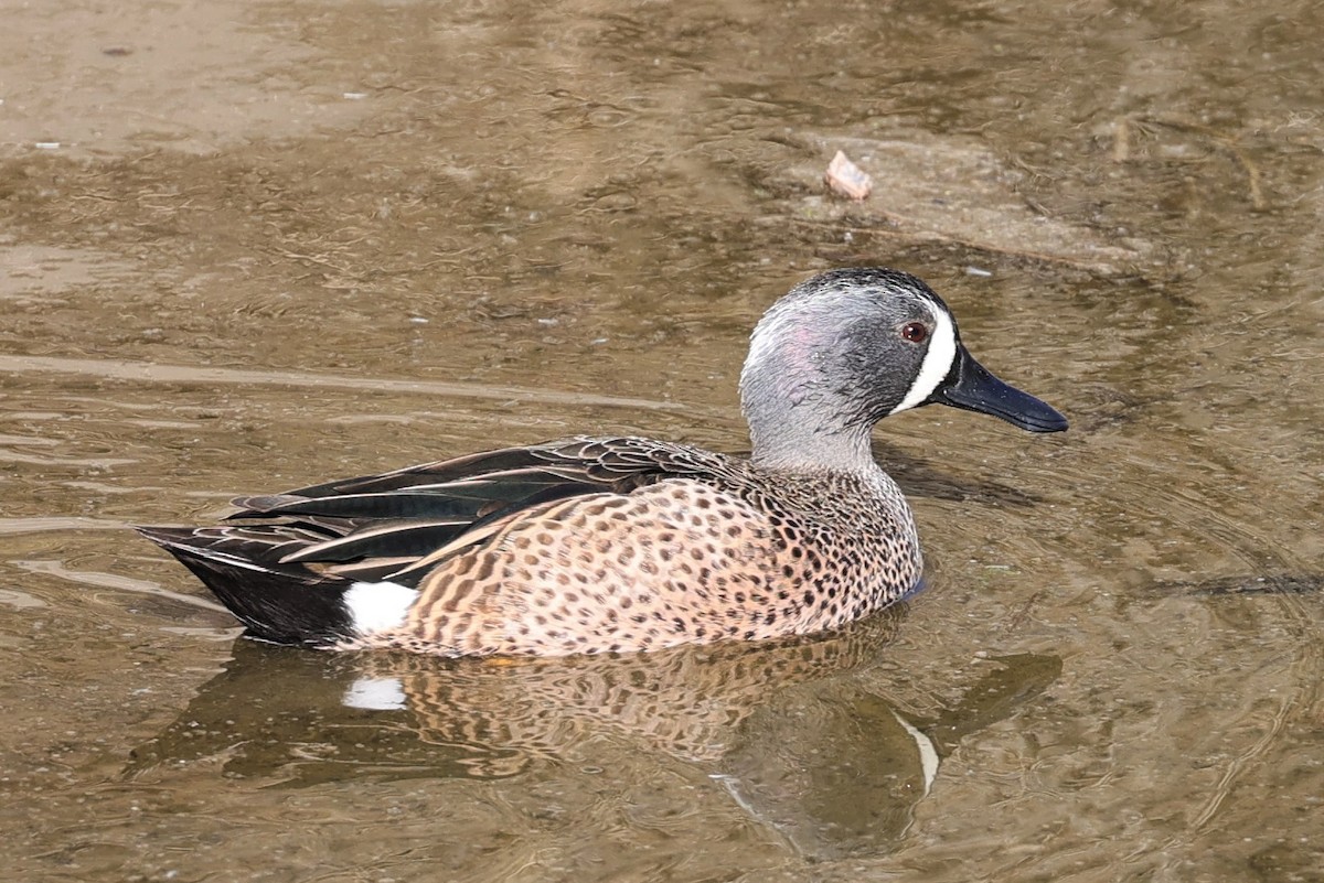 Blue-winged Teal - ML289318841