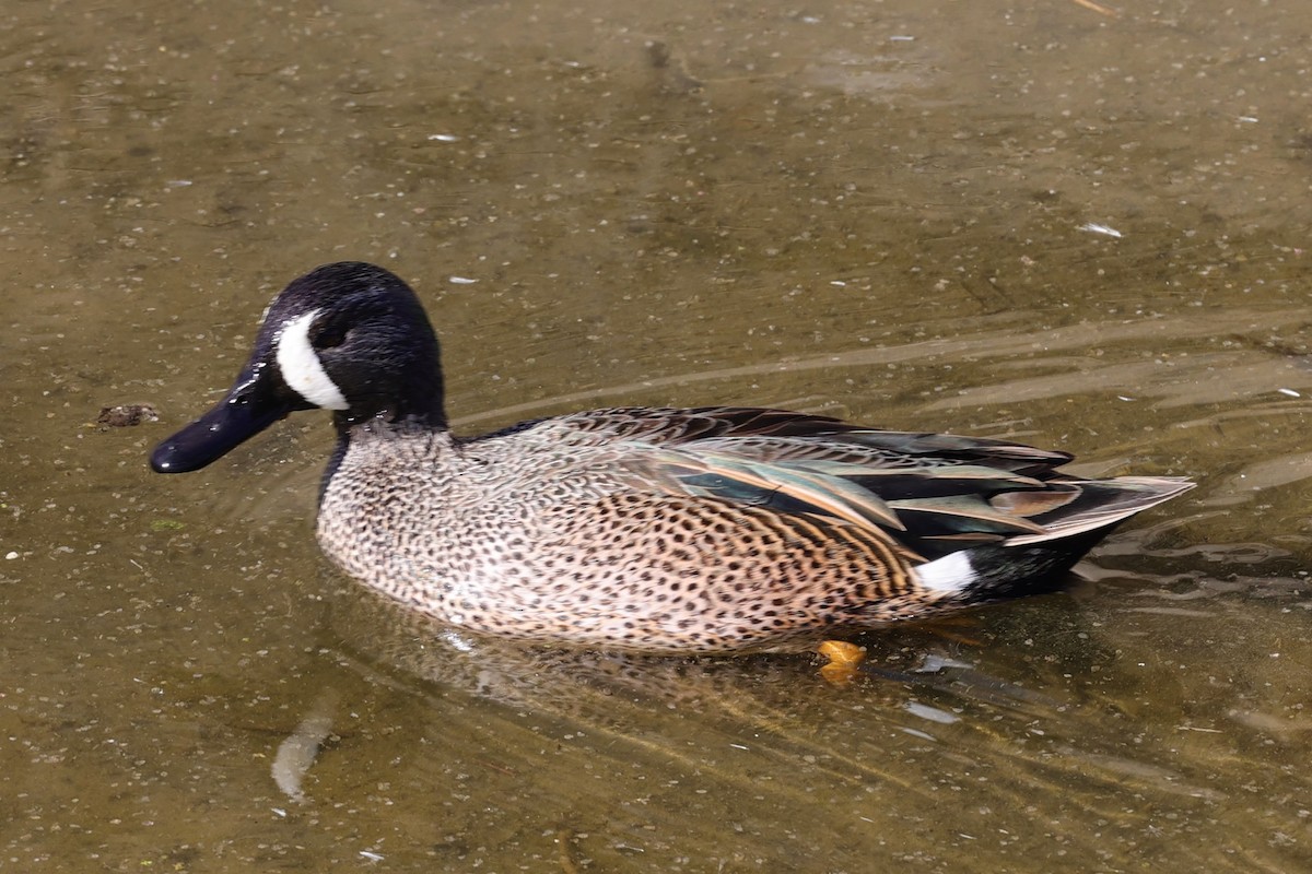 Blue-winged Teal - ML289319171