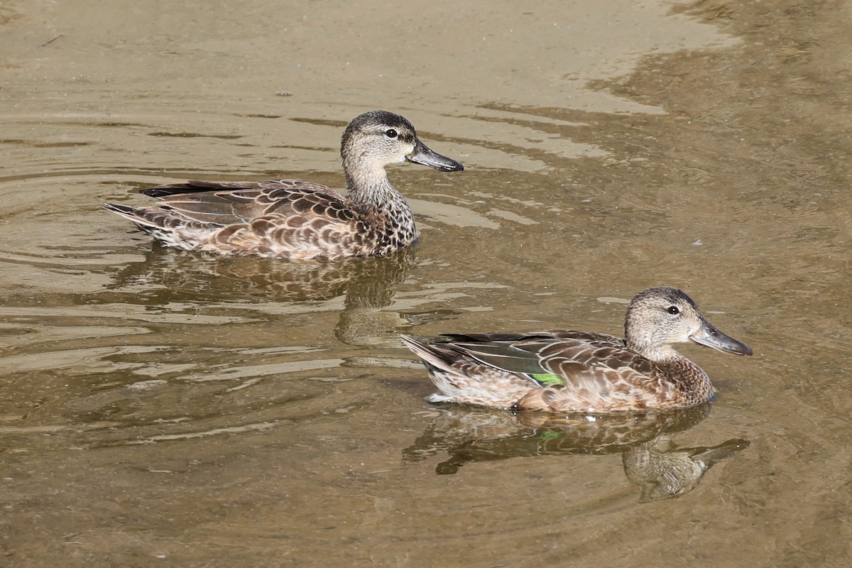 Blue-winged Teal - ML289319331