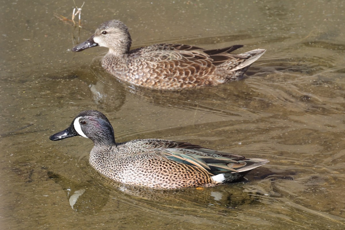Blue-winged Teal - ML289319631