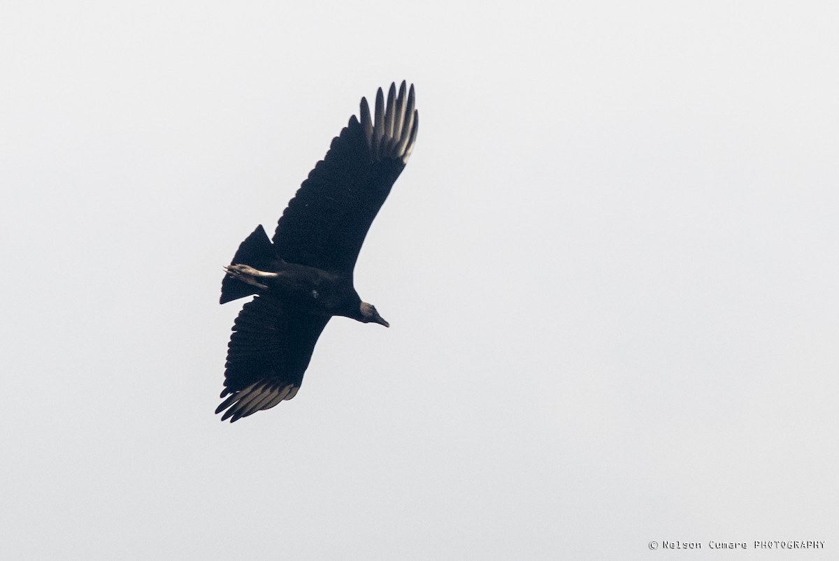 Black Vulture - ML28932821