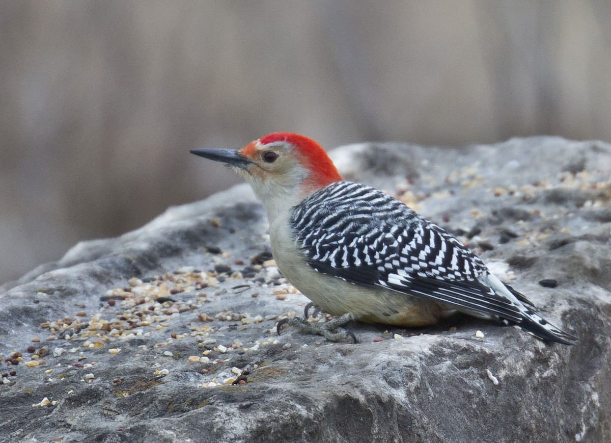 Red-bellied Woodpecker - Tom Devecseri