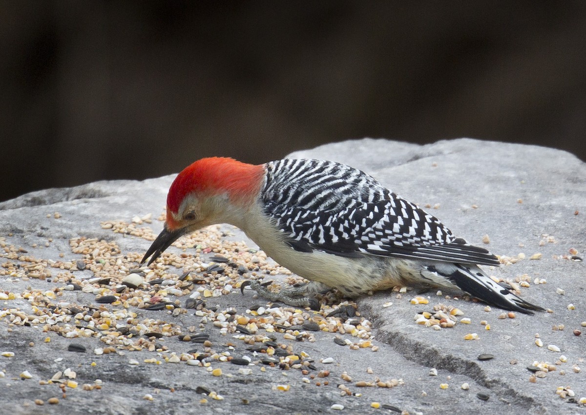 Red-bellied Woodpecker - ML289328371