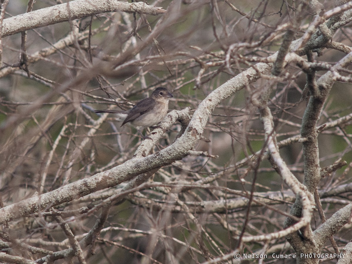Pileated Finch - ML28932841