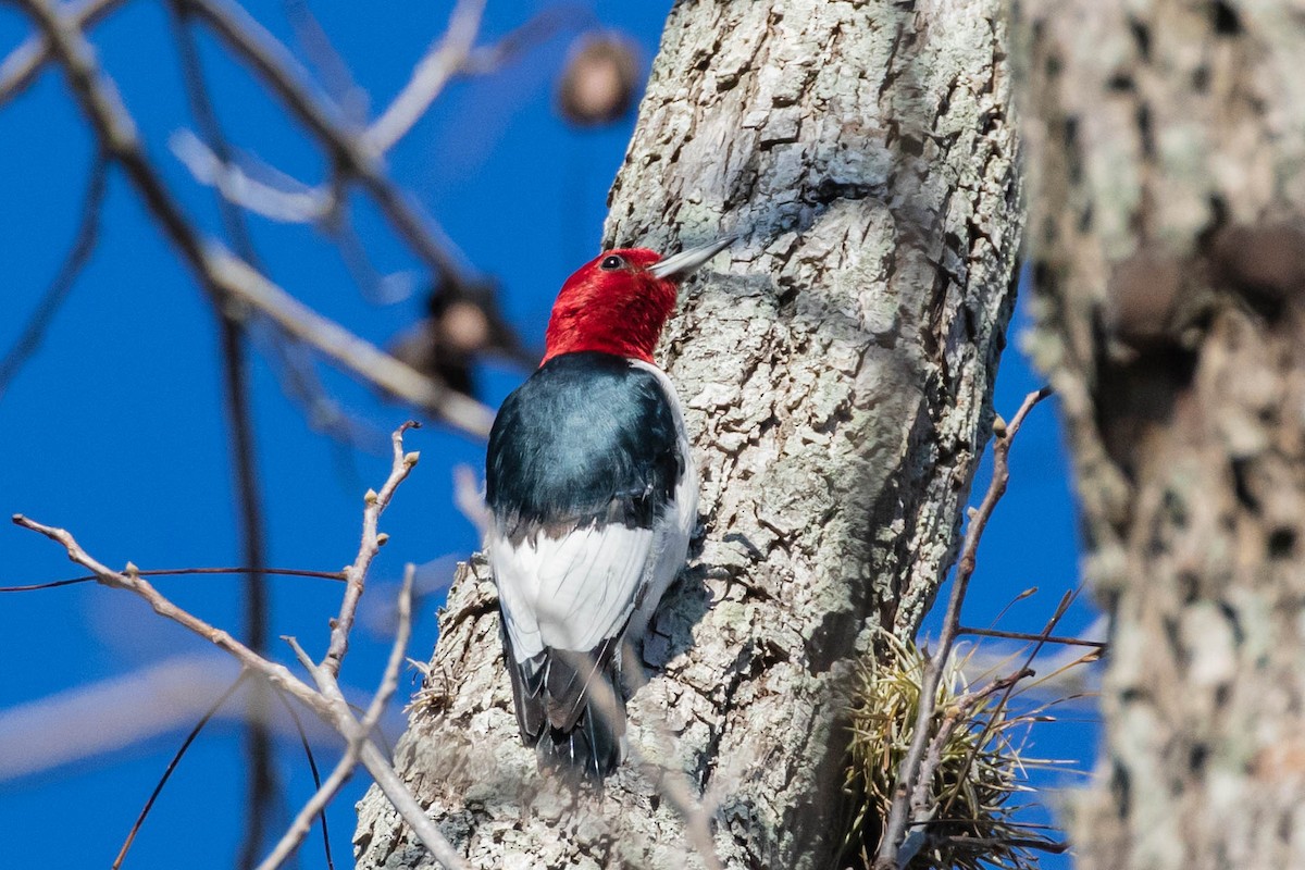 Red-headed Woodpecker - Bob Friedrichs