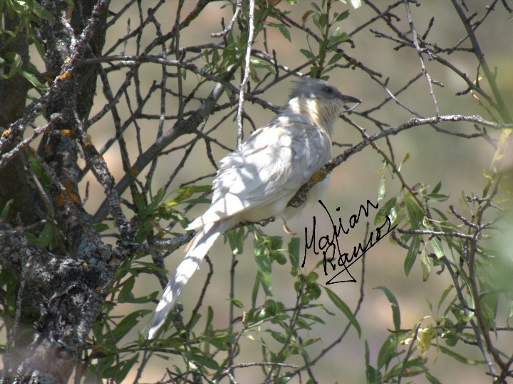 Great Spotted Cuckoo - Marian  Ramos Moreno