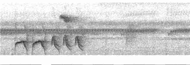 Белогрудый крапивник (inornata/eucharis) - ML289337411