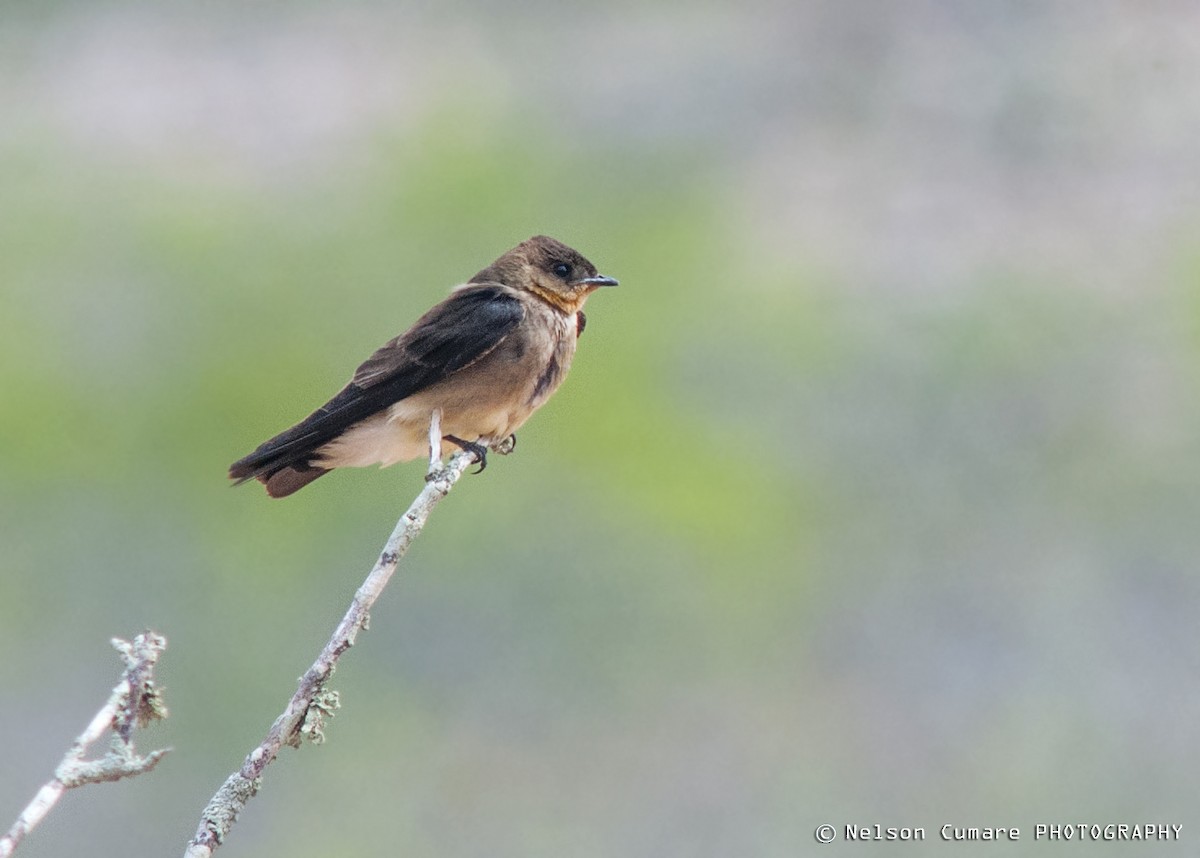 Southern Rough-winged Swallow - Nelson Cumare 🐦