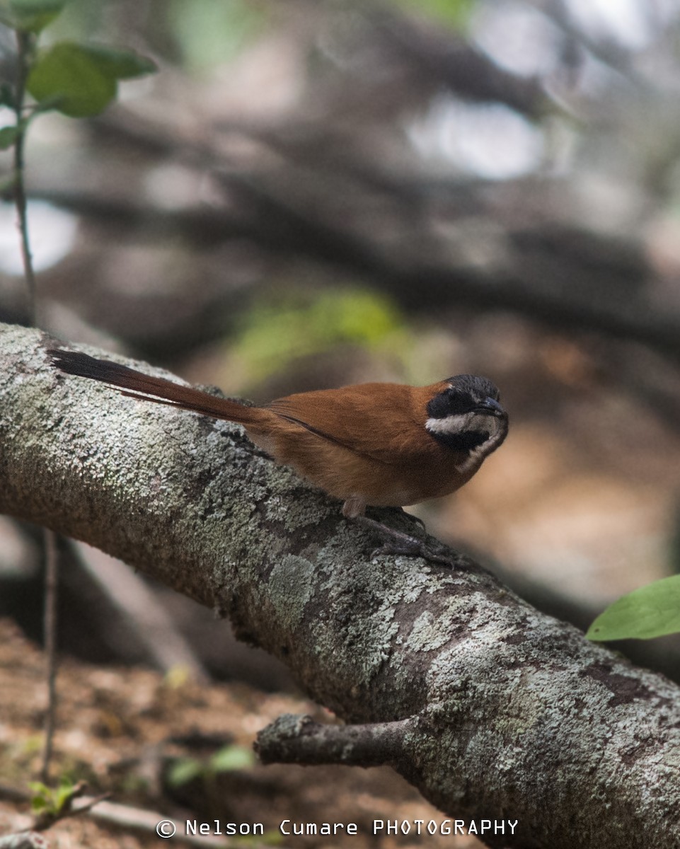 White-whiskered Spinetail - Nelson Cumare 🐦