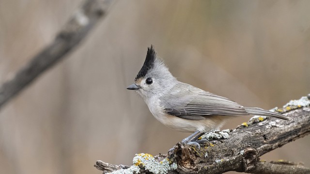 クロエボシガラ Ebird