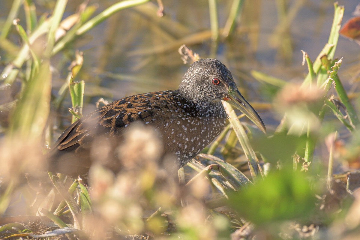 Spotted Rail - ML289343831