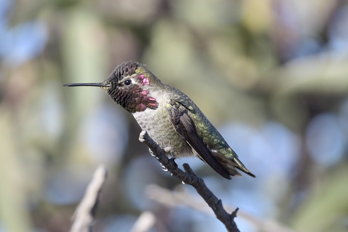 Anna's Hummingbird - David Theobald
