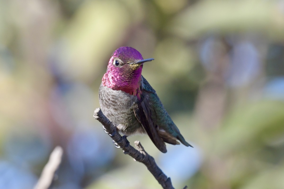 Anna's Hummingbird - ML289345331