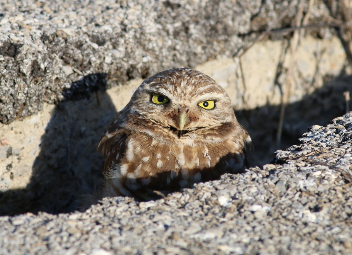 Burrowing Owl - ML289349081